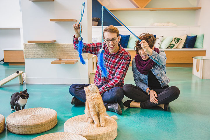 Sweet Engagement Session At A Cat Cafe