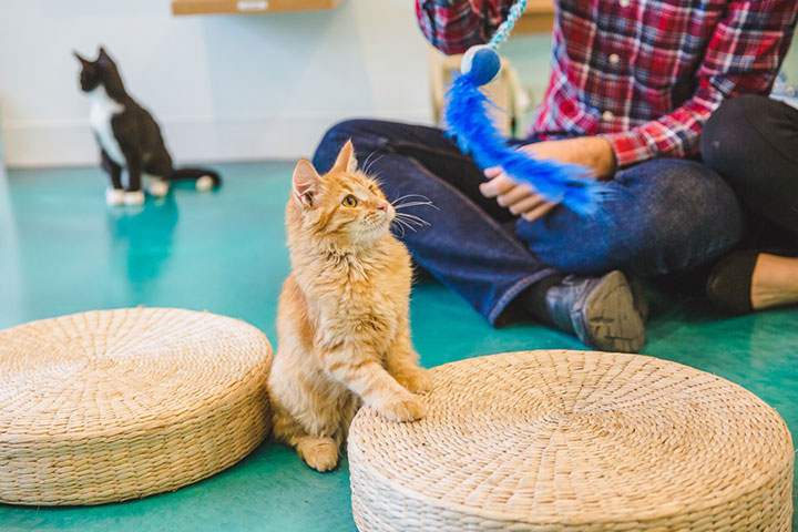 Sweet Engagement Session At A Cat Cafe